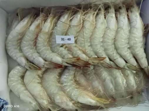 Udang Jerbung Laut Fresh Segar Frozen / Udang Laut / 1 KG JERBUNG 31-40