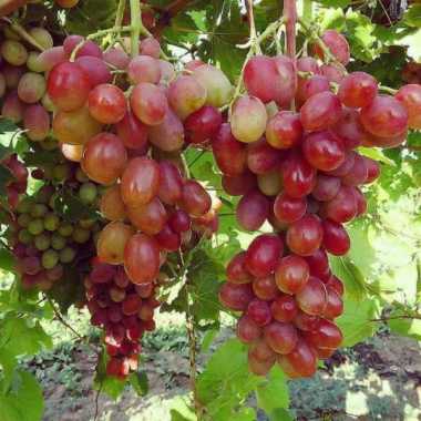 tanaman buah pohon anggur ninel | pohon anggur Multicolor