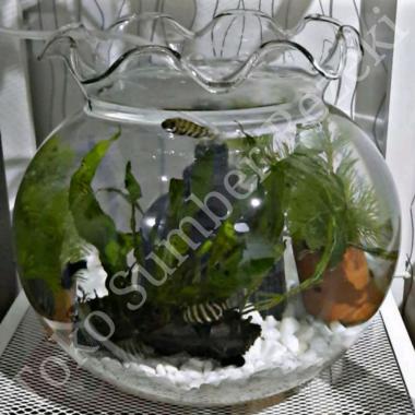 Aquarium Bulat Kaca Beling Tangki Vas Lingkaran Fish Bowl Bunga Hias Akuarium Ikan Hamster Aquascape Terrarium Tanaman Pot Beling Transparan Tank