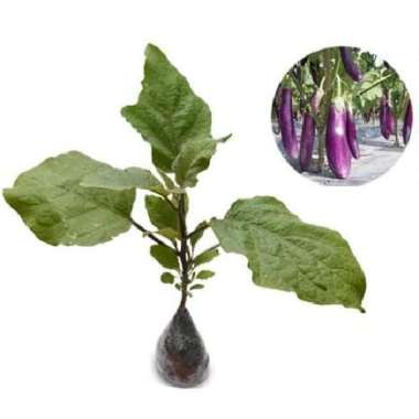 pohon terong ungu-bibit pohon terong ungu