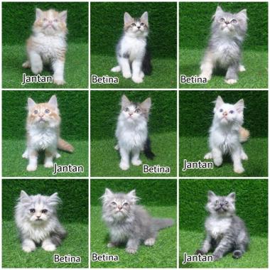 Kitten Persia 2.5 bulan lucu anak kucing angora anggora flatnose