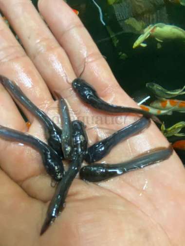 IKAN LELE KECIL HIDUP 10 EKOR UNTUK PAKAN IKAN HIAS PREDATOR MAKANAN PELET PELLET