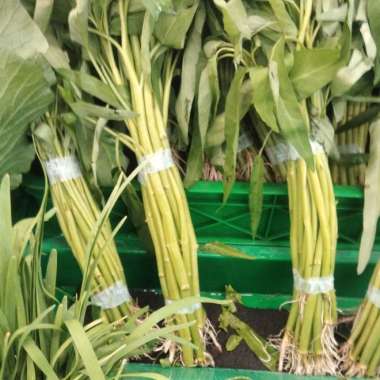 kangkung 1 ikat 100gr-250gr