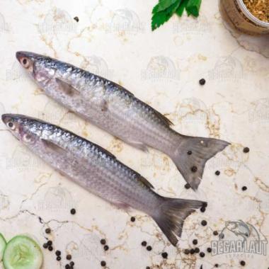 Ikan Belanak | FRESH Dibersihkan