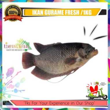 ikan gurame / ikan gurame segar / ikan segar 1kg / rimpang herbal