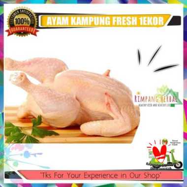 ayam kampung / ayam kampung potong / ayam segar / rimpang herbal