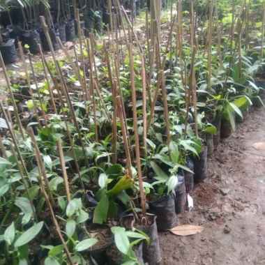 bibit vanili asal dari stek unggul