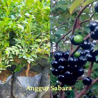 Bibit Tanaman Buah Anggur Brazil Sabara Super Murah