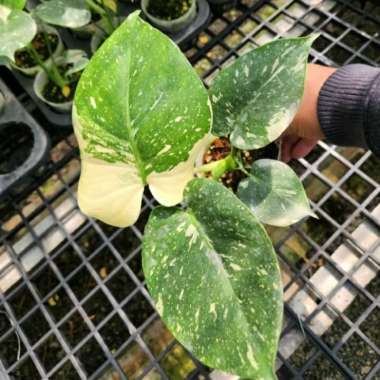 monstera variegata thai constellation monthai marble 01 Multicolor