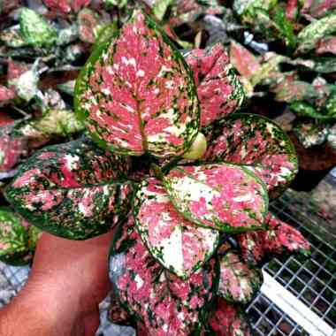 aglonema tri colour Multicolor