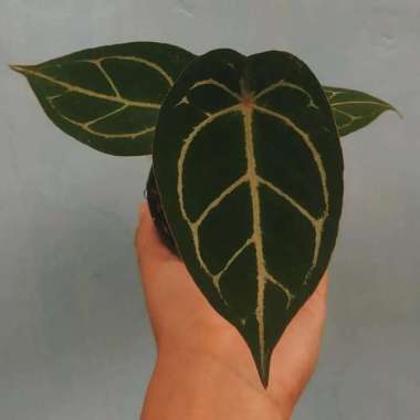 anthurium forgetii Multicolor