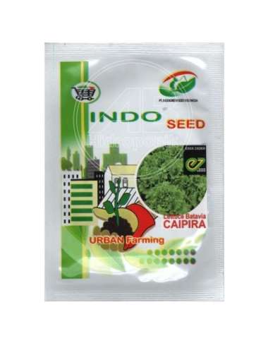 benih selada caipira / batavia lettuce caipira enza zaden indogreen Multicolor