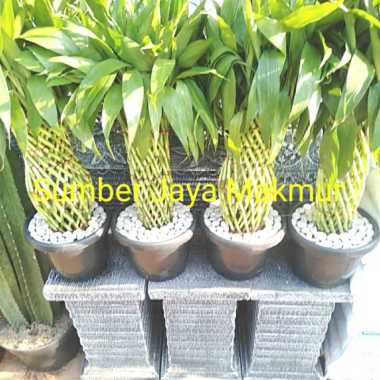 tanaman bambu hoki besar / sri rejeki / tanaman hoki Multicolor