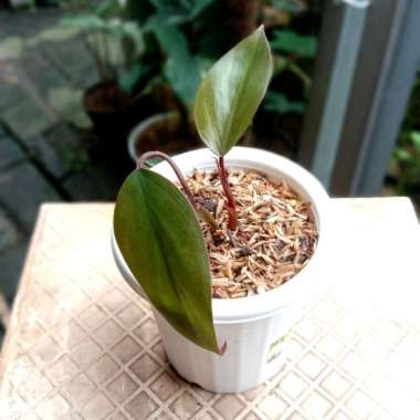 philodendron strawberry shake Multicolor