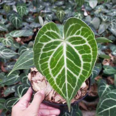 anthurium queen clarinervium Multicolor