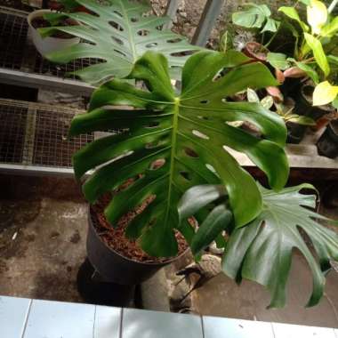 monstera king deliciosa gaint asli Multicolor