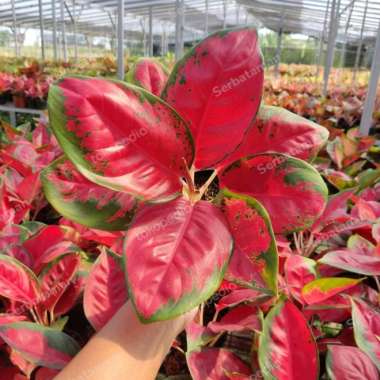 tanaman koleksi aglonema suksom batik Multicolor