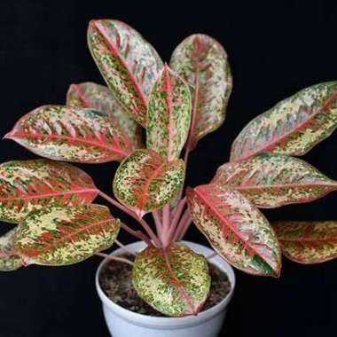 aglonema coconut delight Multicolor