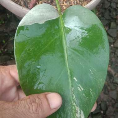 monstera varigata albo murah Multicolor