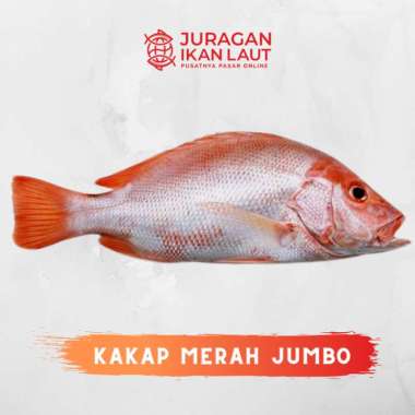 Ikan Kakap Merah Ukuran Besar 4 Kg Up - 1 Ekor