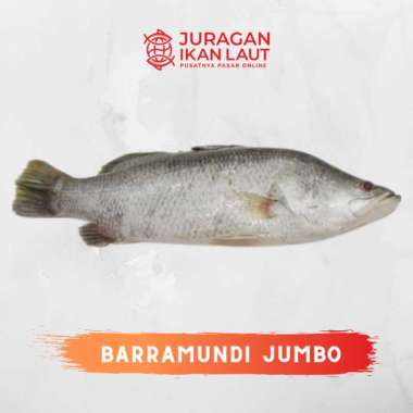 Ikan Kakap Putih Ukuran Besar 3 Kg Up - 1 Ekor