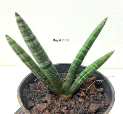 TANAMAN HIAS SANSIVIERA MINI BONCEL