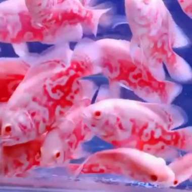 Oscar Tiger Albino import thailand 6-7 cm Multicolor