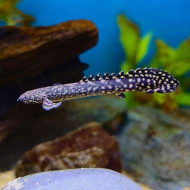 ikan palmas orna 7-8cm Multicolor