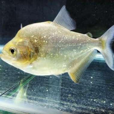 serrasalmus sansezy Multicolor