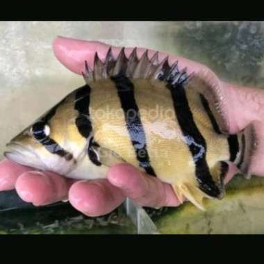 silver datz tankmate 3 jari Multicolor