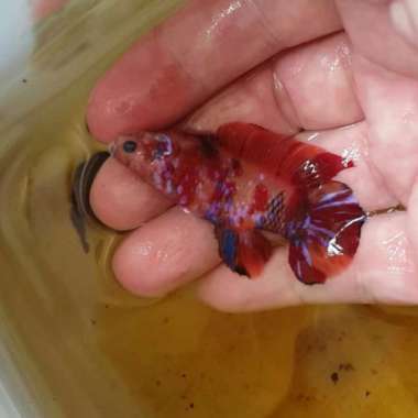 ikan cupang giant koi multicolor Multicolor