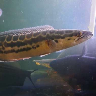 HIASAN AQUARIUM CHANNA MICROPELTES BIG SIZE TOMAN HIGH QUALITY MARS Multicolor