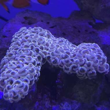 CORAL Siwalan / Karang Kuku Oren Metalic Multicolor