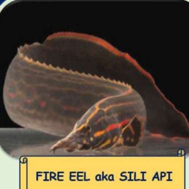 Sili Api/Fire Eel size 10-12cm Multicolor