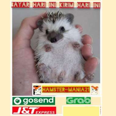 landak mini hewan peliharaan Varian Based Information