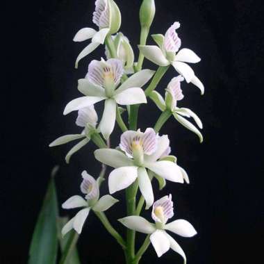 Remaja Anggrek Encyclia Radiata Bibit Bunga Anggrek Spesies Harum Spesi Unik Orchid Harum Species ca