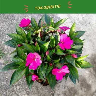 Tanaman Hias Bunga Impatiens Hawkeri Magenta / Pacar Air