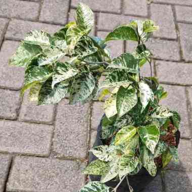 Tanaman Hias Daun Ficus Benjamina Variegated / Beringin Variegata