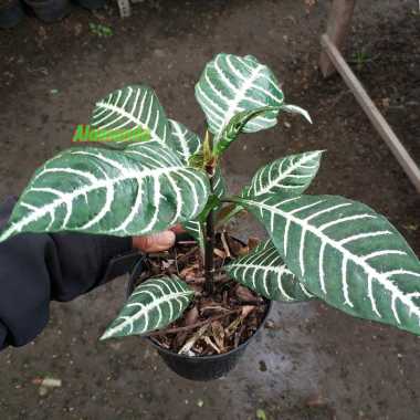 Tanaman Hias Daun Aphelandra Zebra Hijau