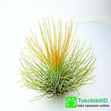 Tanaman Hias Daun Tillandsia Andreana