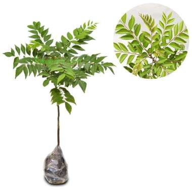 Tanaman Sayur Daun Kari / Salam Koja