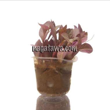 Tanaman Aquascape " Rotala Red Malang " Per Cup
