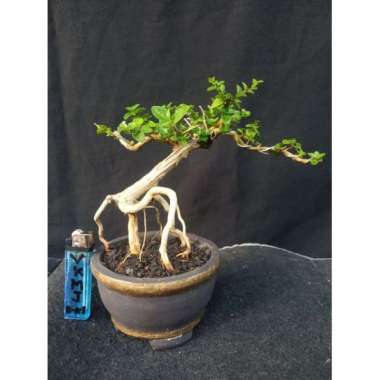 BONSAI sancang mame small siap pajang