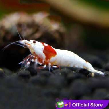 Udang Hias Merah Aquascape Red Mosura Caridina