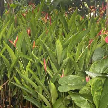 Tanaman Hias Pisang Pisangan Heliconia // pisang bird of paradise Multivariasi Multicolor