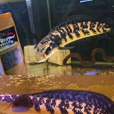 Pelet Mexy Yellow Channa Marulioides