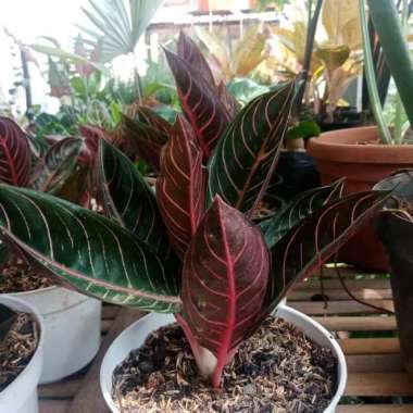 tanaman hias aglonema red Sumatra - aglaonema fried of Sumatera Multicolor