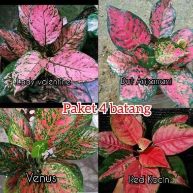 Aglonema Paket 4 jenis