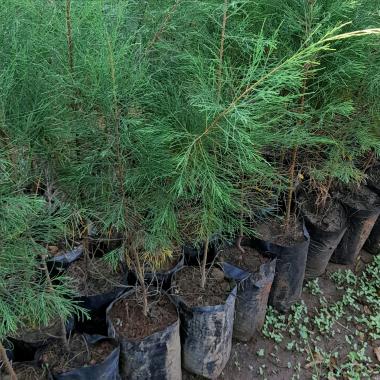 Pinus perindang bibit pinus perindang murah tunas bibit