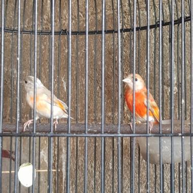burung red siskin double Dilute